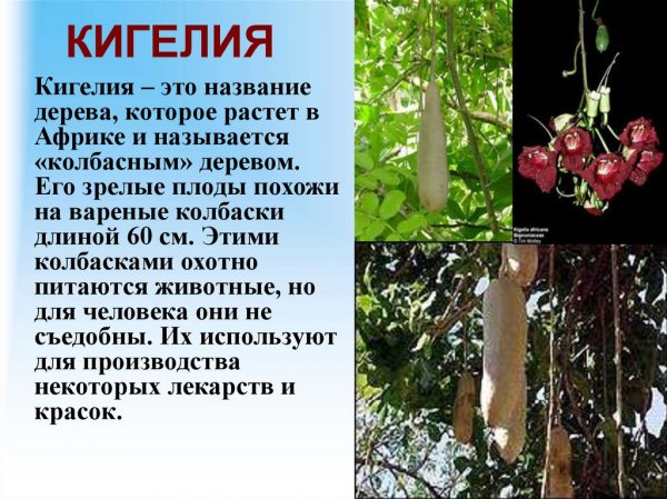 Кигелия