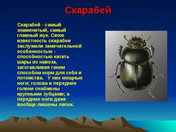 Скарабей