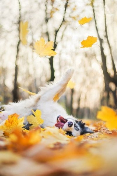 IMG 20181109 102633