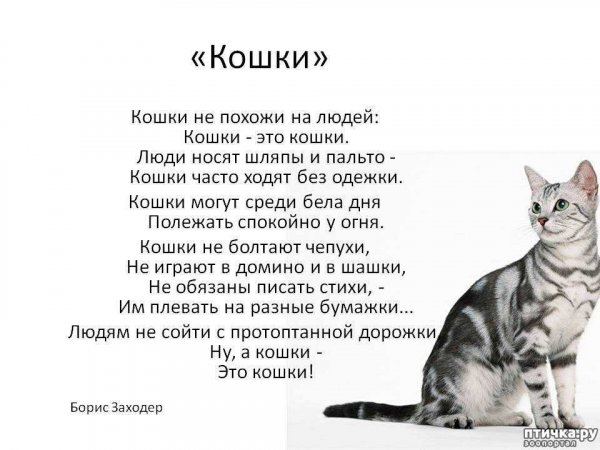 Это кошки!
