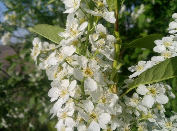 Bird cherry 2024 2