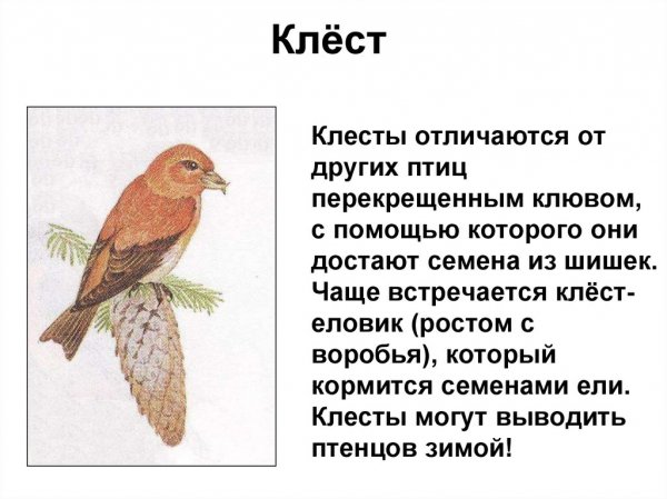 Клёст