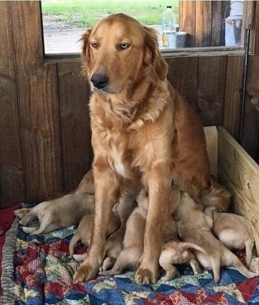 Собака мама и щеночки
