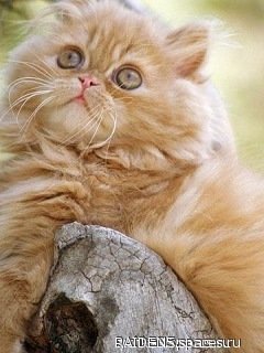 cat-