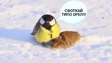 Орел