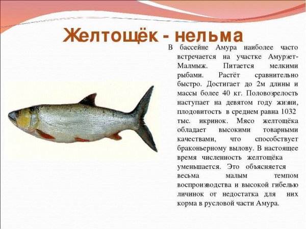 Желтощек - нельма