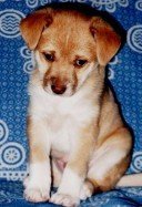dog31