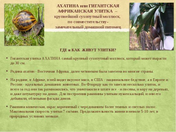 Ахатина