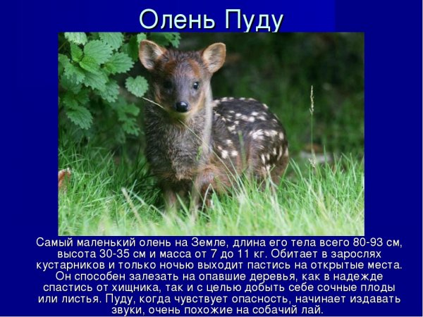 Олень Пуду