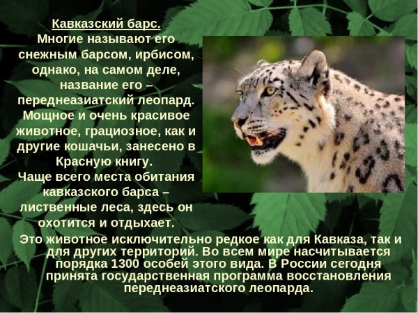Кавказский барс