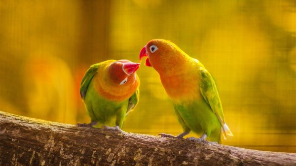 Parrot-love-kiss-birds-close-up 1366x768