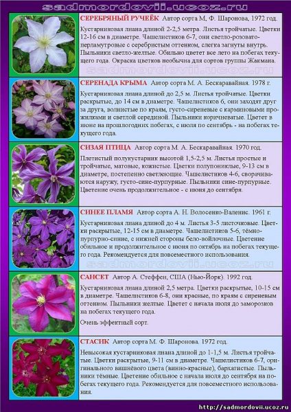 Сорта клематиса