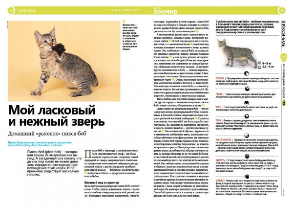 Пикси - боб