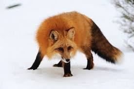 images (7)