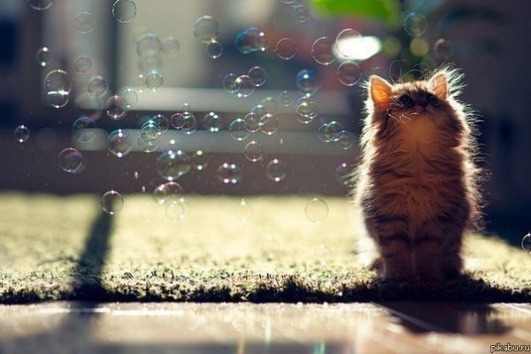 Котик