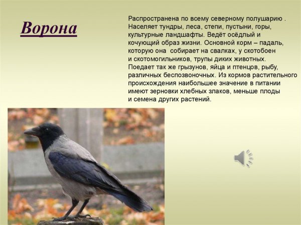 Ворона