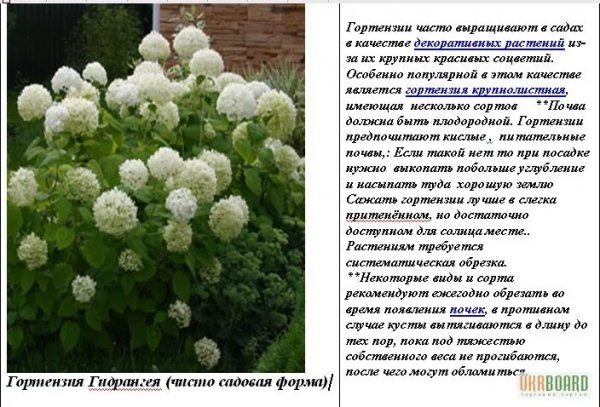 Гортензия