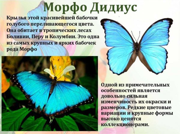Морфо Дидиус