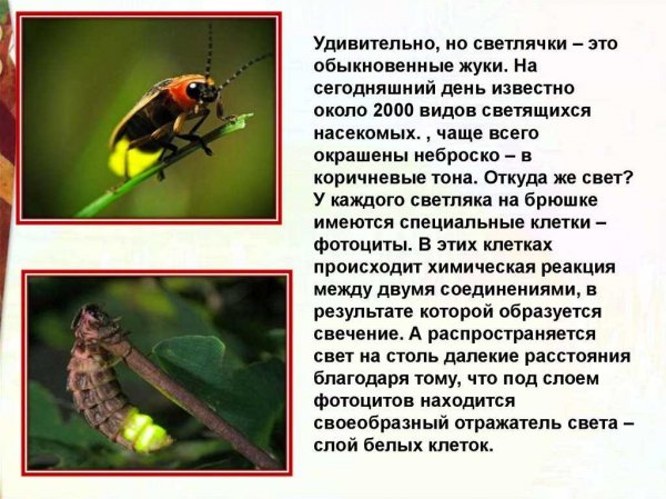 Svetlyachki