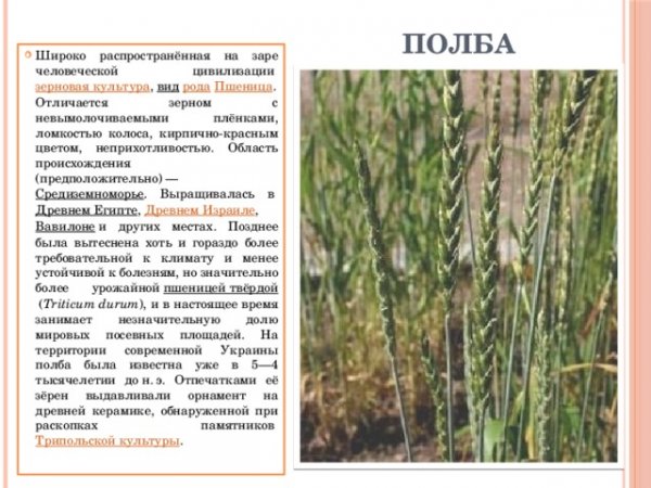 Полба