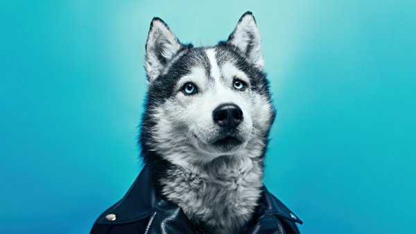 Husky-in-leather-suit-5u