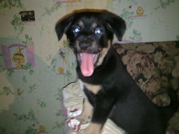 Песик
