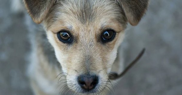 Puppy-2-www-1024x535