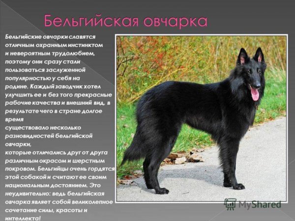 Бельгийская овчарка