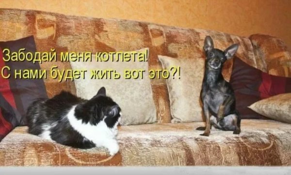 Вот это?!