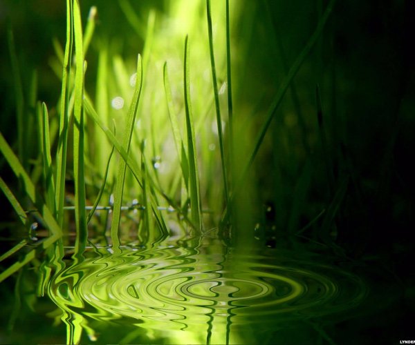 green-tree-wallpaper