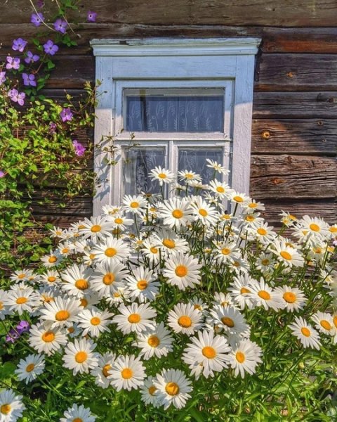 Ромашки у заброшенки