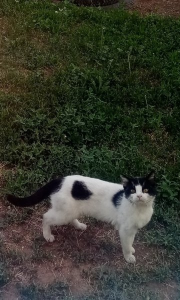 Кот