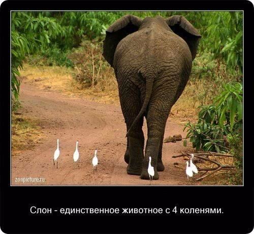 facty-about-zoo-4