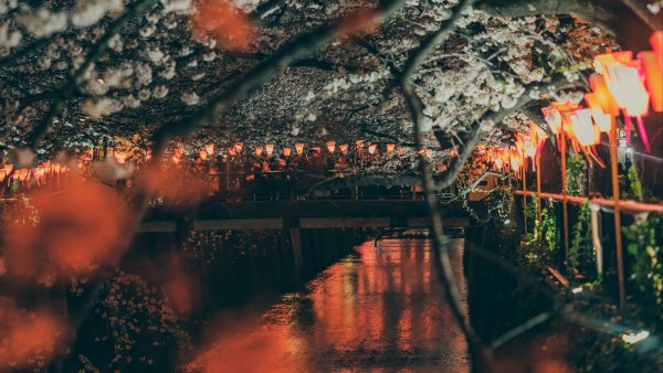 Sakura park naberezhnaia 138703 1600x900