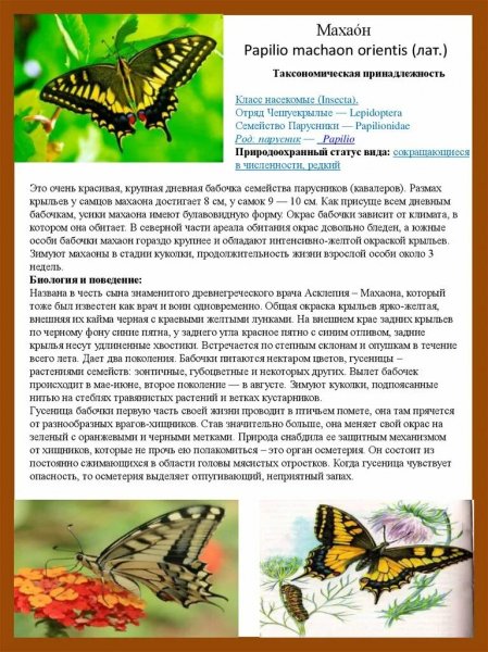 Махаон