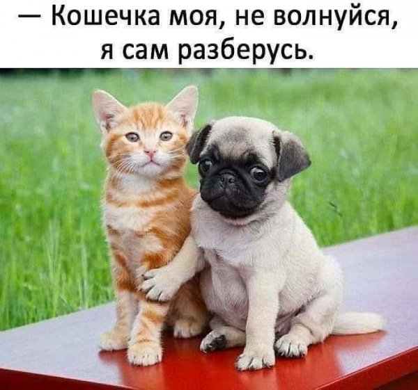 Я сам разберусь