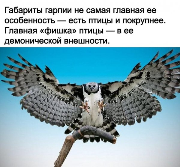 Гарпия