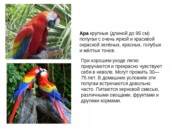Ара