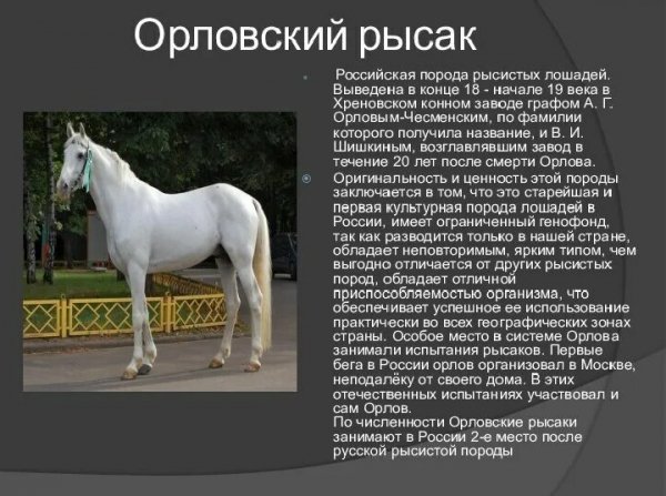 Орловский рысак