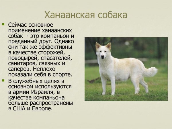 Ханаанская собака