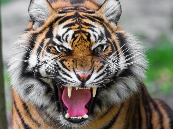 tigr oskal