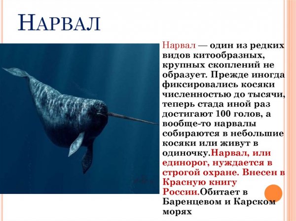Нарвал