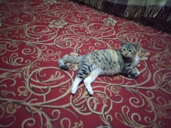 IMG-20260311-WA0001