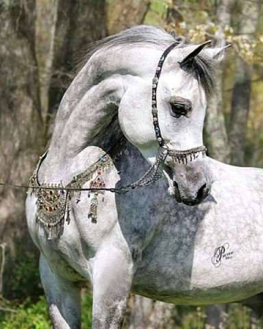 getImage (141)