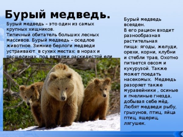 Бурый медведь