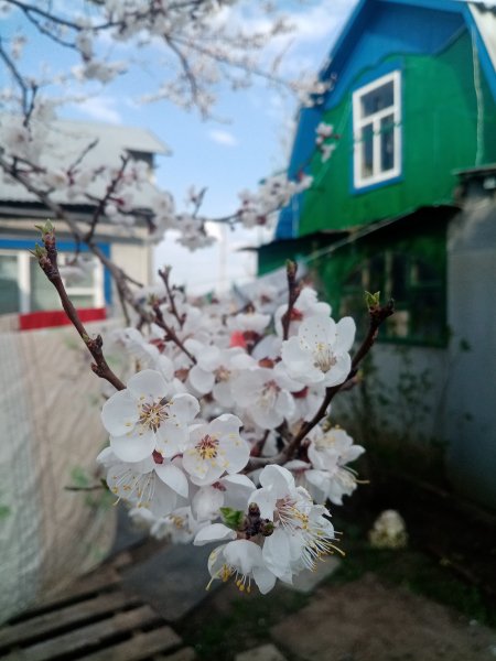 Абрикос