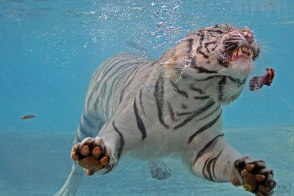 wtigr7