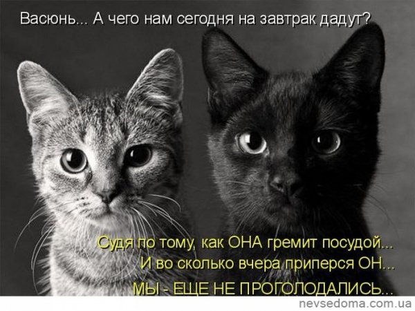 Еще не проголадались