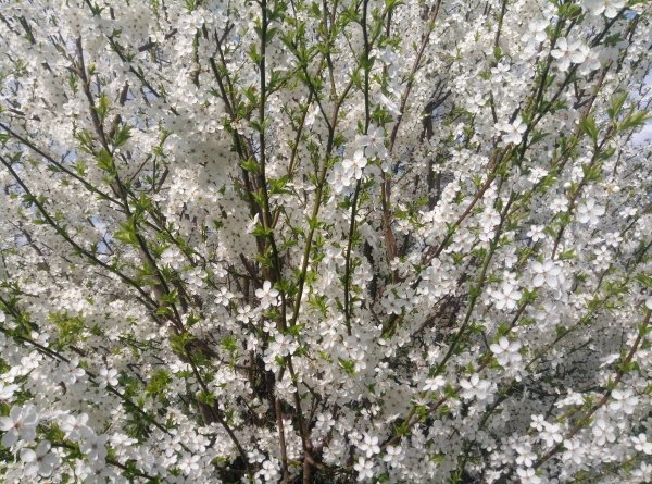 Cherry Plum 20