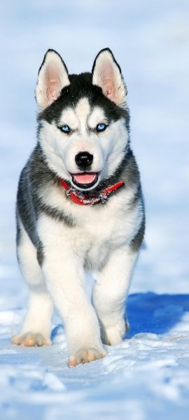 HUSKY CUTE